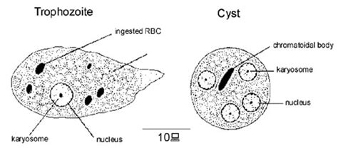 Entamoeba Histolytica Morphology