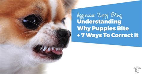 How to Stop Aggressive Puppy Biting: Understanding Why Puppies Bite + 7 Ways To Correct It - The ...