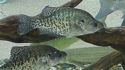 White crappie | fish | Britannica