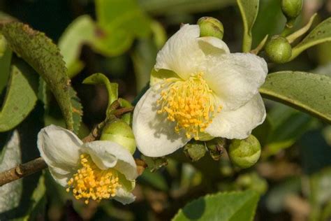 Camellia sinensis (L.) Kuntze | Plants of the World Online | Kew Science