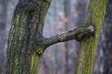 Trees with bizarre shapes stock photo. Image of female - 252498496