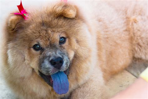 45+ A Chows Tongue - l2sanpiero