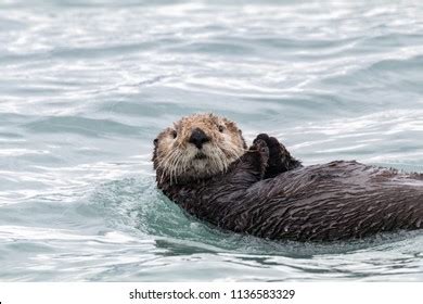 Sea Otter Swimming Stock Photo 1136583329 | Shutterstock