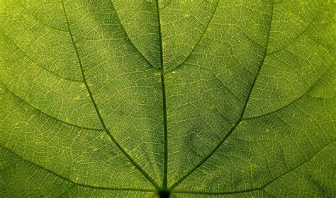 leaf_veins-wikimedia | Michelle Holliday