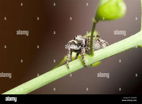 jumper spider photographed very close up in their habitat Stock Photo - Alamy