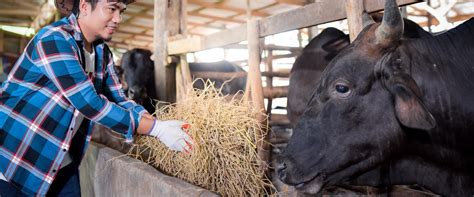 Wagyu farming practices: A behind-the-scenes look at how wagyu beef is ...