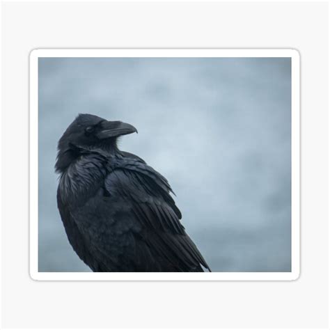 "Raven Bird Close Up Animal Wildlife Feathers " Sticker by dancarvalho107 | Redbubble