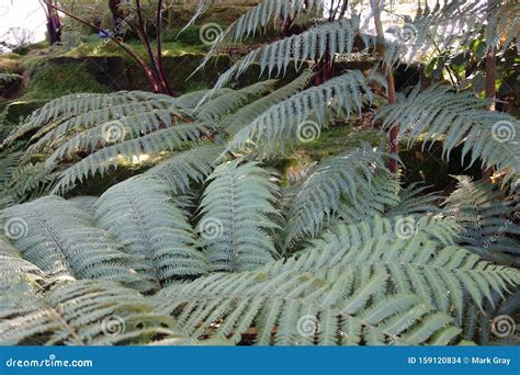 Large Woodland Ferns stock photo. Image of plants, ferns - 159120834