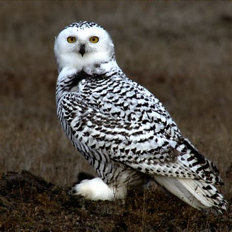 Endangered Species | Wild Animals | Conservation | Worldwide Wildlife: Snowy Owl