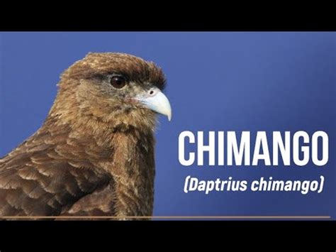 Chimango (Daptrius chimango) - Aves # 020 - YouTube