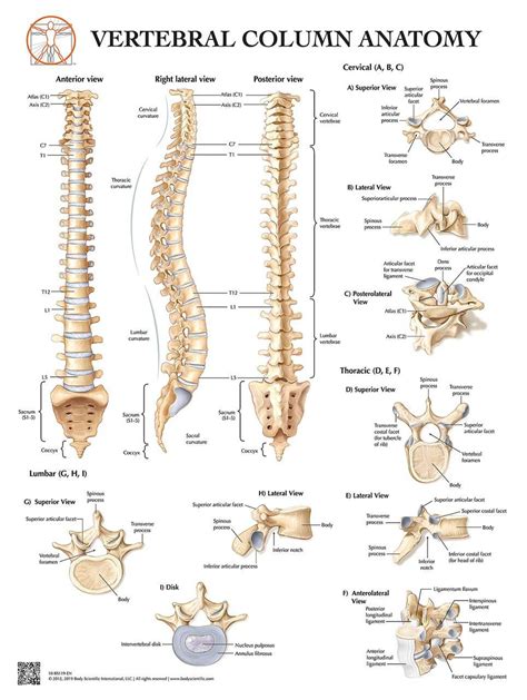 Body Scientific Incorporated - Anatomy of the Vertebrae and Vertebrae ...