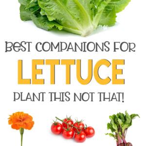 Lettuce Companion Plants: What to Grow With Lettuce?