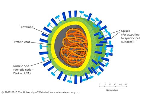 Module 1: The Biology of Microorganisms - Teach the Microbiome