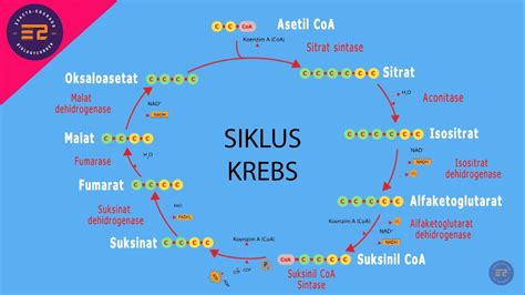 Siklus Krebs Dan Penjelasannya Materilo - Riset