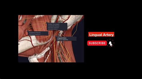 Lingual Artery - Parts | Course | Relations | Branches | Human anatomy and physiology, Arteries ...