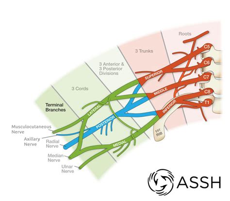 Brachial Plexus | Plexus products, Radial nerve, Brachial