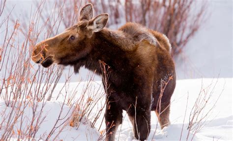 Winter at Talkeetna Alaskan Lodge | Denali to the North, Aurora Above