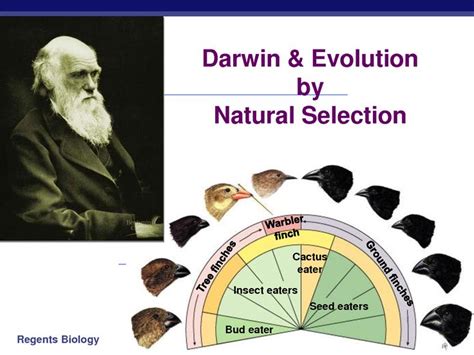 Theory Evolution: What Is The Theory Evolution By Natural Selection