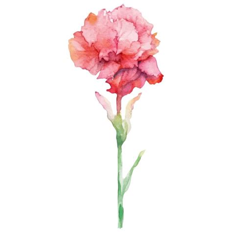 Premium Vector | Watercolor painted carnation flower hand drawn design ...