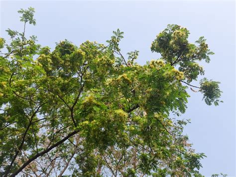 Albizia Lebbeck or Shirisha Tree Flowers. Stock Image - Image of garden, rainforest: 245102547