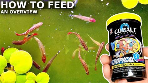 How to Feed Aquarium Fish | How Much, How Often, and Fasting ...