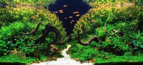 Cool And Simple Aquascape Ideas For 5,10,20 Gallon Tanks