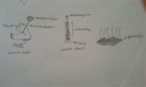 Gambar Lumut Daun Beserta Keterangannya - 52+ Koleksi Gambar