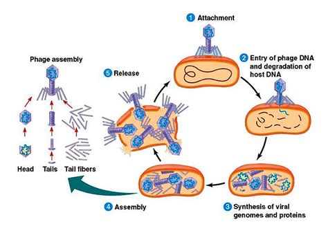 Which Best Describes Transduction In Bacteria - Quotes Trendy