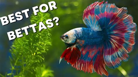 How To Decorate A BETTA FISH Tank? – HousePetsCare.com