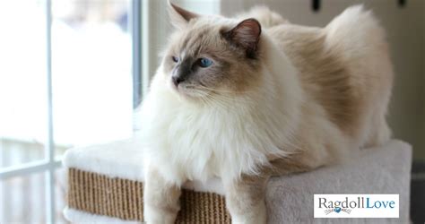 The Blue Mitted Ragdoll Cat - Description and Photos