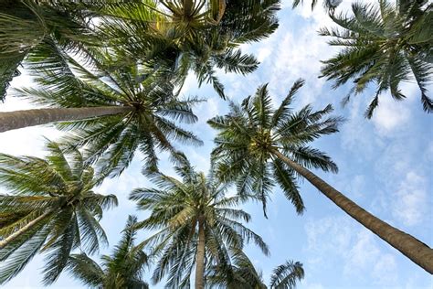 Palm Trees Coconut Tropical - Free photo on Pixabay