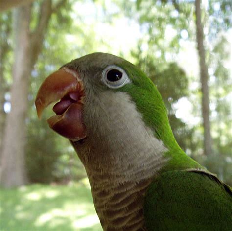 Old and New Movies Information: indian animals of monk parakeet parrot photos