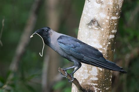 House Crow – Birds of Singapore