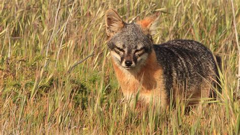 Island Fox (U.S. National Park Service)