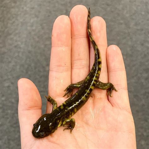 Here is a recently metamorphosed barred tiger salamander I was able to present to some ...