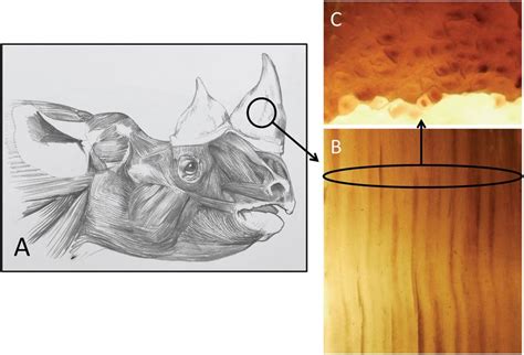 Schematic of Black Rhinoceros (Diceros bicornis) horn showing a section... | Download Scientific ...