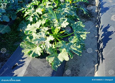 Cauliflower harvest stock image. Image of leetuce, farm - 87308825