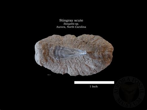 Stingray Fossils | Aurora Fossil Museum