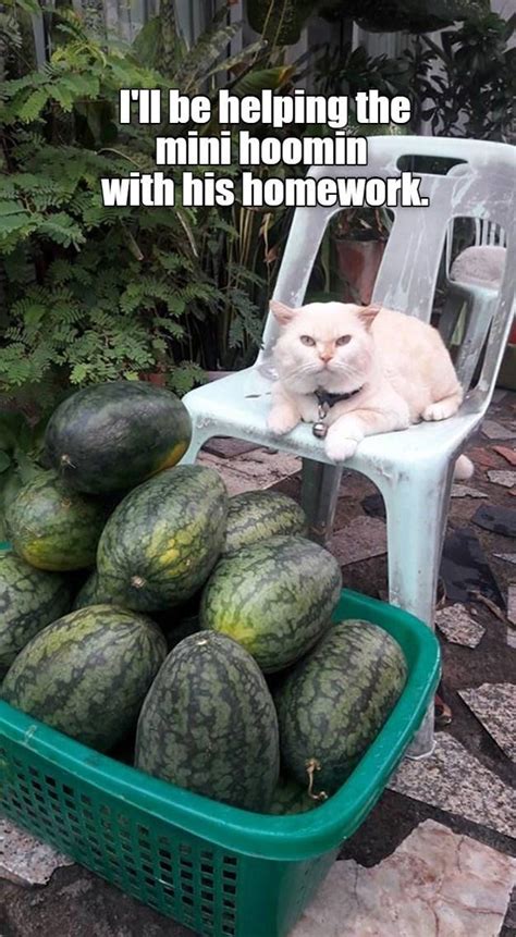 watermelon | Cats | Know Your Meme