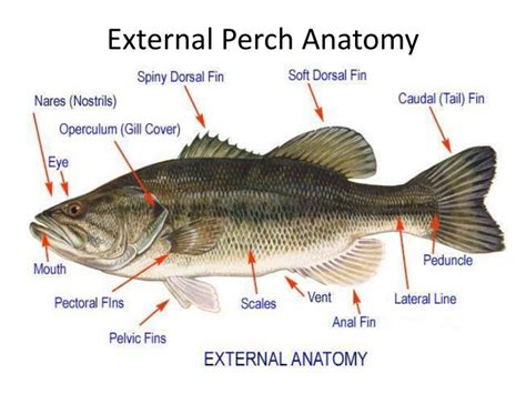 PPT - Perch Dissection Pre-Lab PowerPoint Presentation - ID:732431