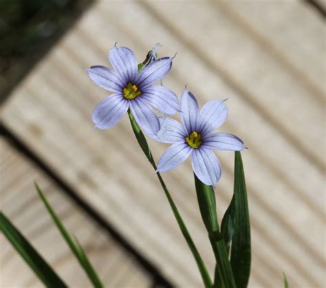 Blue-eyed Grass - Powdermill Nature Reserve