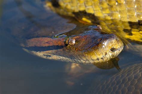 Amazon Rainforest Snakes | Photos & Info | Thinkjungle.com