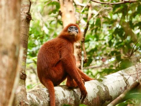 Captivated by Charismatic Red Monkey - Borneo Nature Foundation