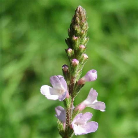 Seeds for Common Vervain | Verbena officinalis | Amkha Seed