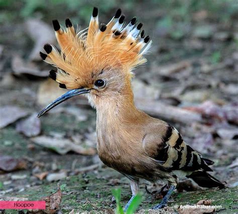 Bird watching in Chitwan: Five aves to spot while you are there ...