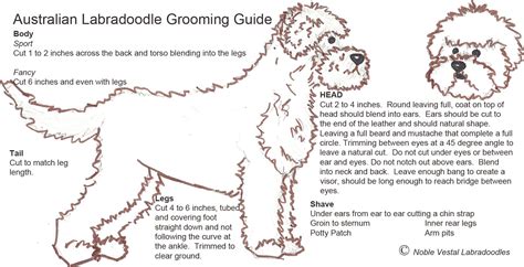 Grooming Diagram | Labradoodle grooming, Australian labradoodle grooming, Australian labradoodle