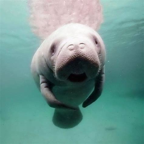 Pin by tobque on XD | Therapy animals, Cute funny animals, Dugong