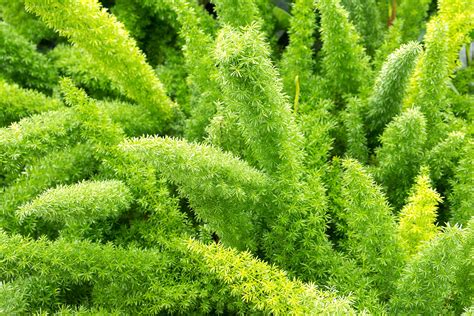 How to Grow and Care for Asparagus Fern