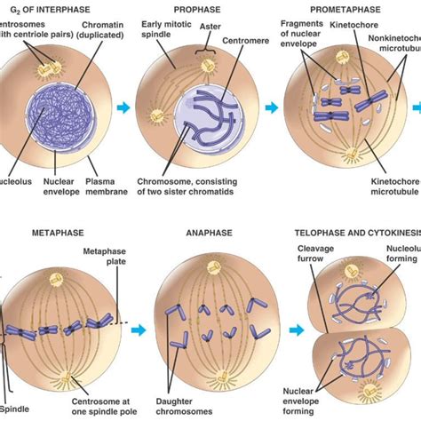 Top 145+ Cell cycle phases animation - Merkantilaklubben.org