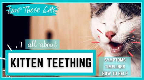 Kitten Teething Symptoms, Timelines, How to Help, and More! - YouTube